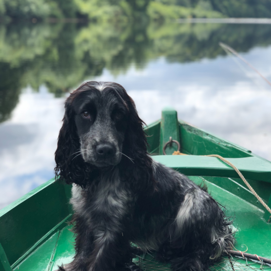 black cocker spaniel black cocker spaniel on a green boat